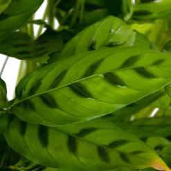 Calathea Leopardina - Schaduwplant - P27 H90 - Kamerplant -Natuur Hoek Verkoop calathea leopardina schaduwplant p27 h90 kamerplant 4