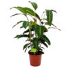 Calathea Maui Queen - Livingplant - P17 H70 - Kamerplant