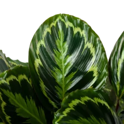 Bestsellers -Natuur Hoek Verkoop calathea medaillon schaduwplant p32cm h80cm 5