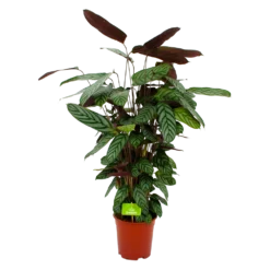 Calathea Oppenheimiana - Pauwenplant - P21 H105 - Kamerplant