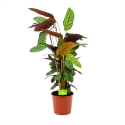 Bestsellers 21 Calathea Oppenheimiana - Schaduwplant - P17 H65 - Kamerplant