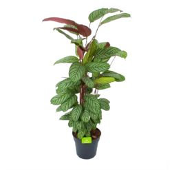 Bestsellers 13 Calathea Oppenheimiana - Schaduwplant - P27 H130 - Kamerplant
