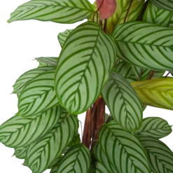 Bestsellers -Natuur Hoek Verkoop calathea oppenheimiana schaduwplant p27 h130 5