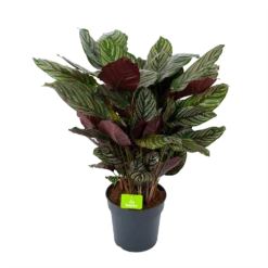 Bestsellers 9 Calathea Ornata - Livingplant - P27 H80 - Kamerplant