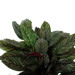 Bestsellers -Natuur Hoek Verkoop calathea ornata livingplant p27 h80 5 3