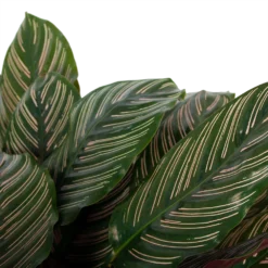 Calathea Ornata - Livingplant - P27 H80 - Kamerplant -Natuur Hoek Verkoop calathea ornata livingplant p27 h80 6 3
