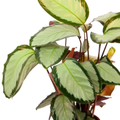 Calathea Picturata - Livingplant - P17 H65 - Kamerplant 6 Calathea Picturata - Livingplant - P17 H65 - Kamerplant -Natuur Hoek Verkoop calathea picturata livingplant p17 h65 6