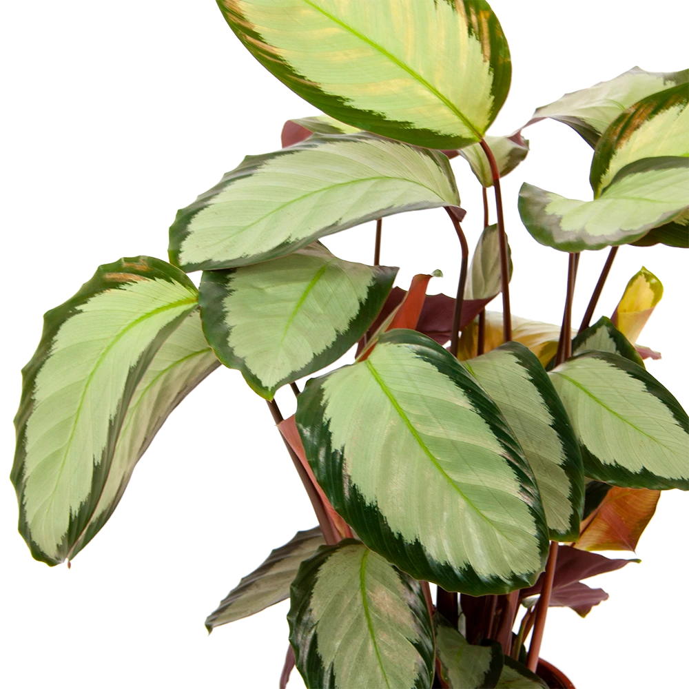 Calathea Picturata - Livingplant - P17 H65 - Kamerplant 3 Calathea Picturata - Livingplant - P17 H65 - Kamerplant - Afbeelding 3