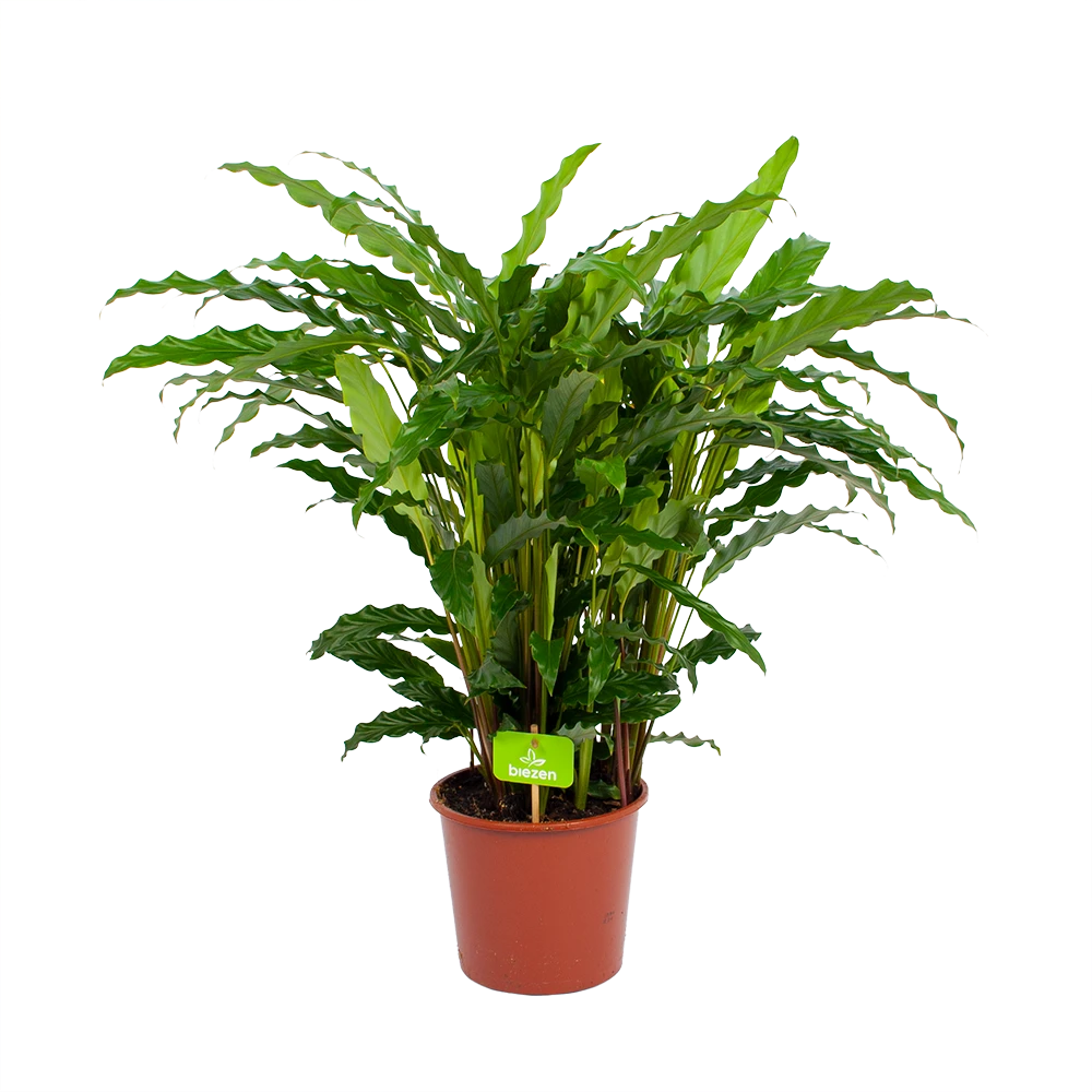 Calathea Rufibarba Bluegrass - Pauwenplant - P17 H65 - Kamerplant 2 Calathea Rufibarba Bluegrass - Pauwenplant - P17 H65 - Kamerplant - Afbeelding 2