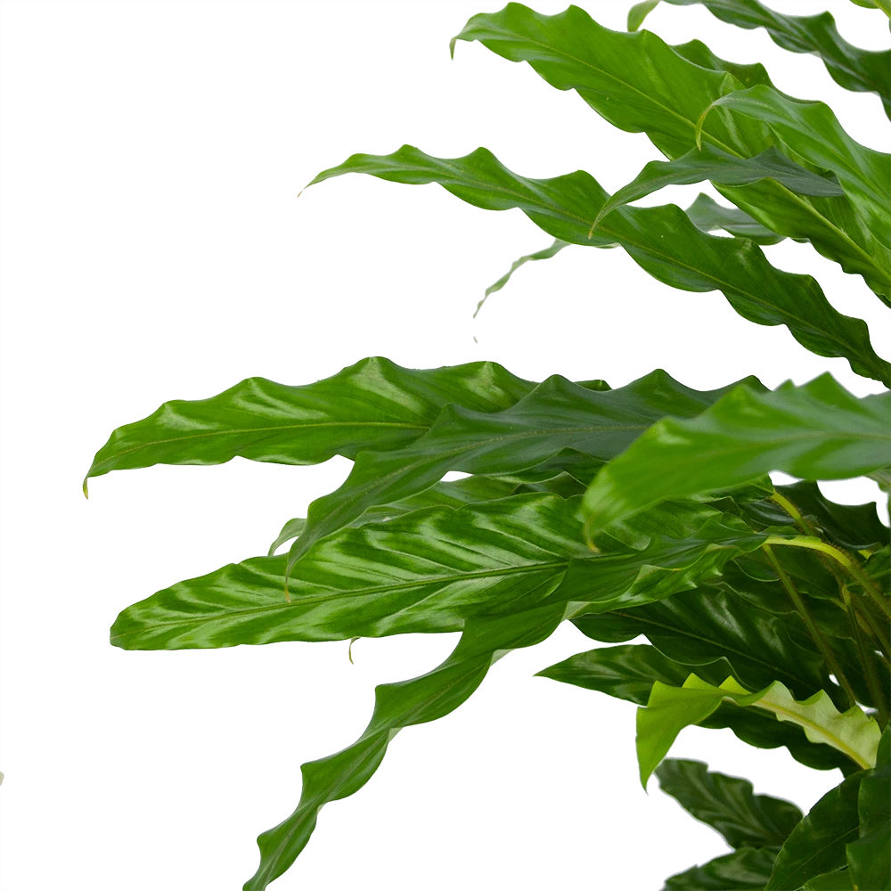 Calathea Rufibarba Bluegrass - Pauwenplant - P17 H65 - Kamerplant 3 Calathea Rufibarba Bluegrass - Pauwenplant - P17 H65 - Kamerplant - Afbeelding 3