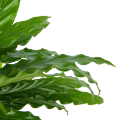 Calathea Rufibarba Bluegrass - Pauwenplant - P17 H65 - Kamerplant 8 Calathea Rufibarba Bluegrass - Pauwenplant - P17 H65 - Kamerplant -Natuur Hoek Verkoop calathea rufibarba bluegrass pauwenplant p17 h65 6