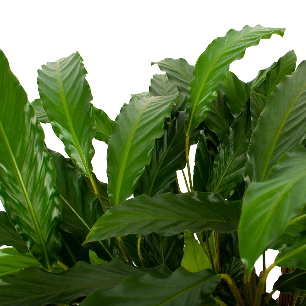Calathea Rufibarba Bluegrass - Schaduwplant - P21 H85 - Kamerplant 2 Calathea Rufibarba Bluegrass - Schaduwplant - P21 H85 - Kamerplant - Afbeelding 2