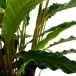 Calathea Rufibarba Bluegrass - Schaduwplant - P21 H85 - Kamerplant 6 Calathea Rufibarba Bluegrass - Schaduwplant - P21 H85 - Kamerplant -Natuur Hoek Verkoop calathea rufibarba bluegrass schaduwplant p21 h85 6