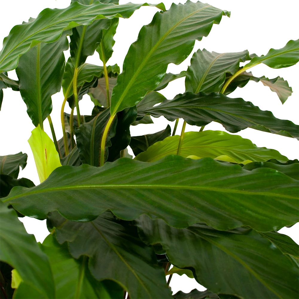 Calathea Rufibarba Bluegrass - Pauwenplant - P21 H105 - Kamerplant 2 Calathea Rufibarba Bluegrass - Pauwenplant - P21 H105 - Kamerplant - Afbeelding 2