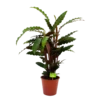 Calathea Rufibarba Wavestar - Pauwenplant - P19 H75 - Kamerplant