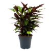 Calathea Rufibarba Wavestar - Pauwenplant - P27 H90 - Kamerplant