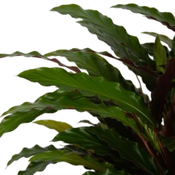 Calathea Rufibarba Wavestar - Pauwenplant - P32 H80 - Kamerplant 6 Calathea Rufibarba Wavestar - Pauwenplant - P32 H80 - Kamerplant -Natuur Hoek Verkoop calathea rufibarba wavestar pauwenplant p32 h80 5