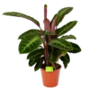 Calathea Warcewiczii - Livingplant - P19 H75 - Kamerplant