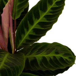 Bestsellers -Natuur Hoek Verkoop calathea warcewiczii livingplant p19 h75 5 1