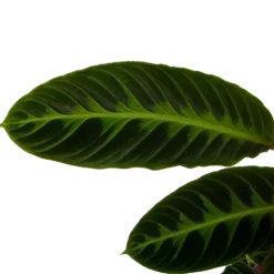 Calathea Warcewiczii - Livingplant - P19 H75 - Kamerplant -Natuur Hoek Verkoop calathea warcewiczii livingplant p19 h75 6