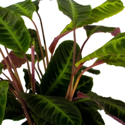 Bestsellers -Natuur Hoek Verkoop calathea warcewiczii livingplant p21 h75 5 1