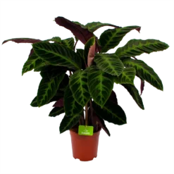 Bestsellers 17 Calathea Warcewiczii - Livingplant - P21 H90 - Kamerplant