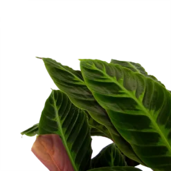 Bestsellers -Natuur Hoek Verkoop calathea warcewiczii livingplant p21 h90 2