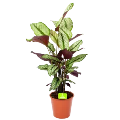 Bestsellers 11 Calathea Whitestar - Schaduwplant - P19 H75 - Kamerplant