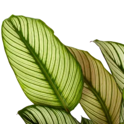Bestsellers -Natuur Hoek Verkoop calathea whitestar schaduwplant p19 h75 5 1