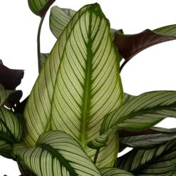 Bestsellers -Natuur Hoek Verkoop calathea whitestar schaduwplant p32 h80 5