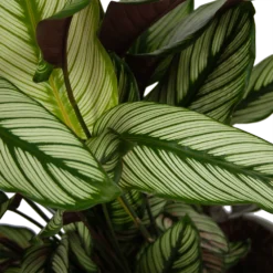 Calathea Whitestar - Schaduwplant - P32 H80 - Kamerplant -Natuur Hoek Verkoop calathea whitestar schaduwplant p32 h80 6