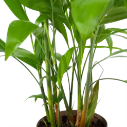 Chamaedorea Seifrizii - Bergpalm - P24 H100 - Kamerplant -Natuur Hoek Verkoop chamaedorea seifrizii bergpalm p24 h100 6