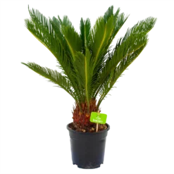 Cycas Revoluta - Vredespalm - P17 H60 - Kamerplant