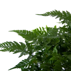 Davallia Teyermannii - In Hangpot - P17 H30 - Kamerplant -Natuur Hoek Verkoop davallia teyermannii in hangpot p17 h30 6