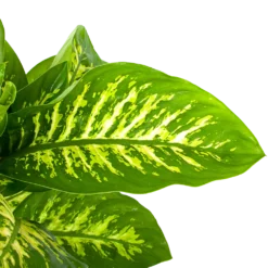 Natuur Hoek Verkoop -Natuur Hoek Verkoop dieffenbachia seguine reeva p24 h90 5 1