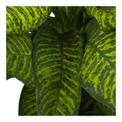 Dieffenbachia Seguine Tropic Jewel - P35 H130 - Kamerplant -Natuur Hoek Verkoop dieffenbachia seguine tropic jewel p35 h130 4