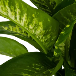 Dieffenbachia Seguine Tropic Snow - P24 H90 - Kamerplant -Natuur Hoek Verkoop dieffenbachia seguine tropic snow p24 h90 2 4