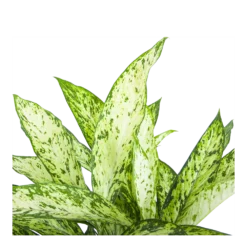 Dieffenbachia Vesuvius - P27 H70 - Kamerplant -Natuur Hoek Verkoop dieffenbachia vesuvius p27 h70 6