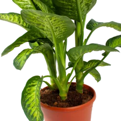 Natuur Hoek Verkoop -Natuur Hoek Verkoop dieffenbacia seguine lemon tropic p35 h120 5