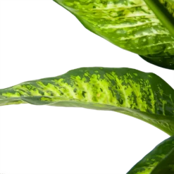 Dieffenbacia Seguine Lemon Tropic - P35 H120 - Kamerplant -Natuur Hoek Verkoop dieffenbacia seguine lemon tropic p35 h120 6