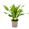 Dracaena Burley - Drakenbloedboom - P24 H90 - Kamerplant
