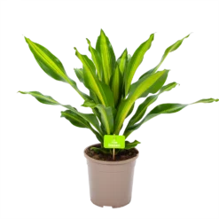 Dracaena Burley - Drakenbloedboom - P24 H90 - Kamerplant