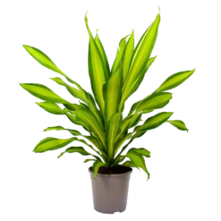 Dracaena Charley - Drakenbloedboom - P24 H95 - Kamerplant