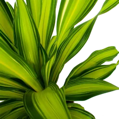 Dracaena Charley - Drakenbloedboom - P24 H95 - Kamerplant -Natuur Hoek Verkoop dracaena charley drakenbloedboom p24 h95 5