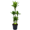 Dracaena Cintho - Op Stam - Drakenbloedboom - P31 H150 - Kamerplant
