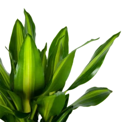 Dracaena Cintho - Op Stam - Drakenbloedboom - P31 H150 - Kamerplant 6 Dracaena Cintho - Op Stam - Drakenbloedboom - P31 H150 - Kamerplant -Natuur Hoek Verkoop dracaena cintho op stam drakenbloedboom p31 h150 6 1