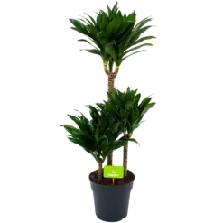 Dracaena Compacta - Op Stam - Drakenbloedboom - P21 H100 - Kamerplant