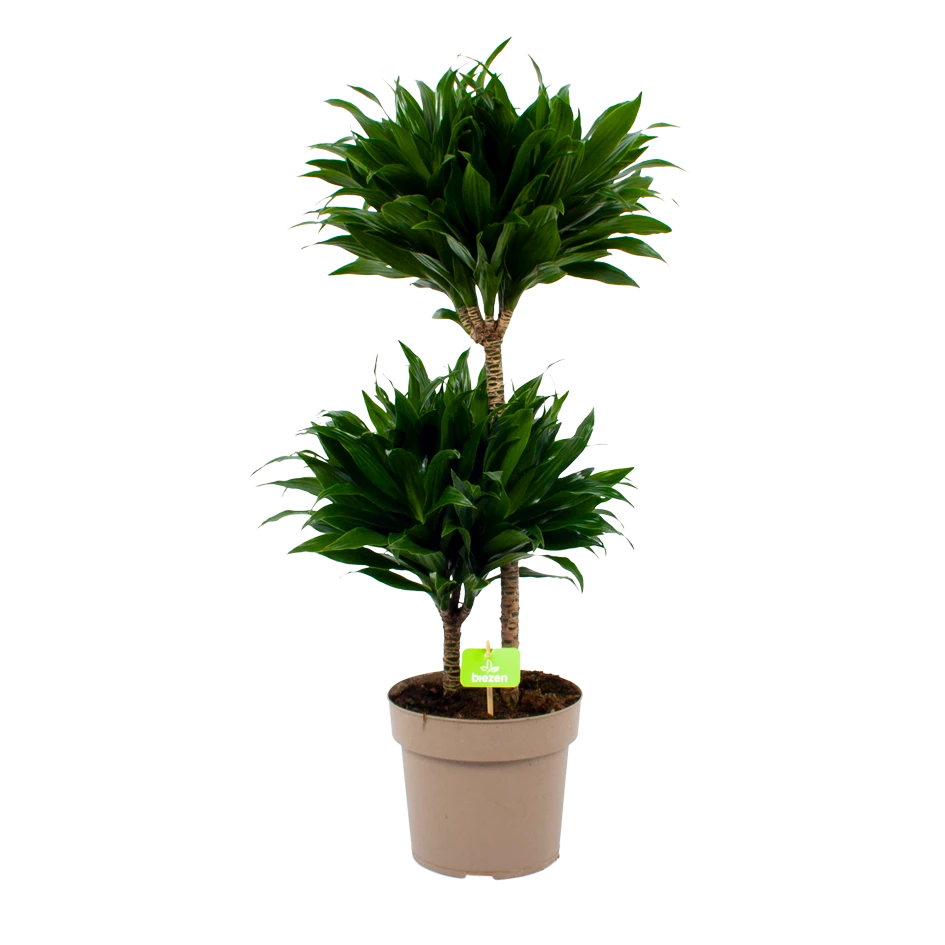 Dracaena Compacta - Op Stam - Drakenbloedboom - P21 H80 - Kamerplant 1 Dracaena Compacta - Op Stam - Drakenbloedboom - P21 H80 - Kamerplant