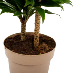 Dracaena Compacta - Op Stam - Drakenbloedboom - P21 H80 - Kamerplant 6 Dracaena Compacta - Op Stam - Drakenbloedboom - P21 H80 - Kamerplant -Natuur Hoek Verkoop dracaena compacta op stam drakenbloedboom p21 h80 6 2