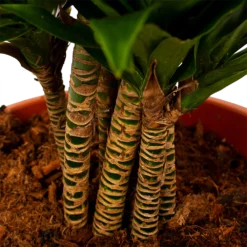 Dracaena Compacta - Vertakt - Drakenbloedboom - P27 H100 - Kamerplant -Natuur Hoek Verkoop dracaena compacta vertakt drakenbloedboom p27 h100 6 1